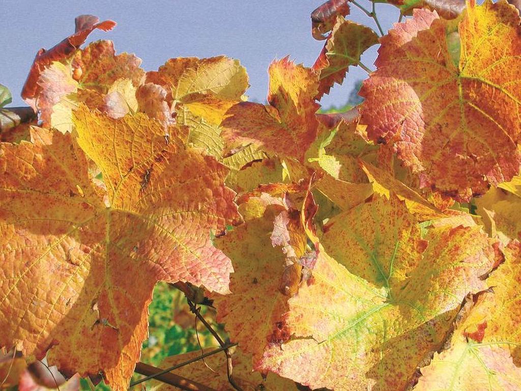 Weingut Alfred Huber Durbach Exterior foto